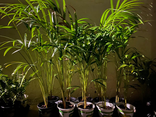 Tropical plants