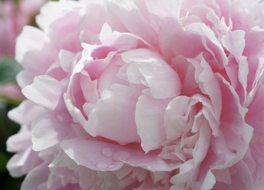 5 Lessons Peonies Teach Us About Life, Growth & Becoming