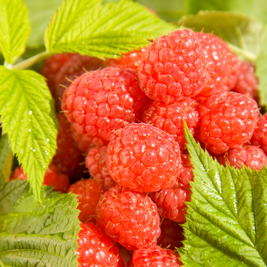 Revealing the Anti-Aging Secrets of Raspberry Leaves for Women
