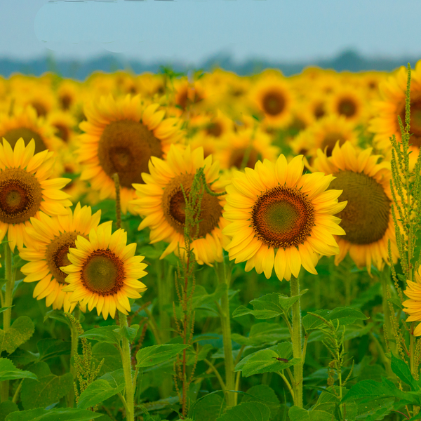 Unlocking the Beauty Benefits of Sunflower Oil for Your Skin